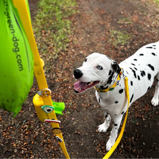 Dalmatian dog with a yellow toy and green bag on a path
