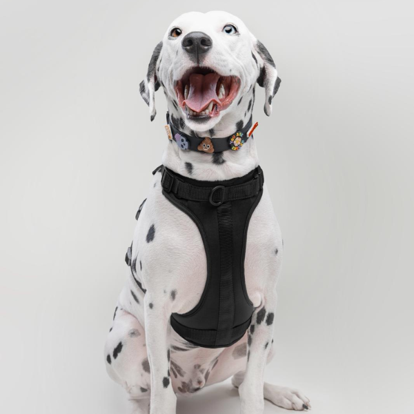 Discover the ultimate no-pull dog harnesses in New Zealand. Walkieez harnesses offers comfort, adjustability and a front D-ring for easy and effective training.