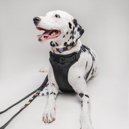 Discover the ultimate no-pull dog harnesses in New Zealand. Walkieez harnesses offers comfort, adjustability and a front D-ring for easy and effective training.