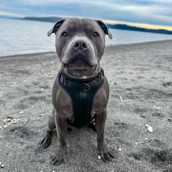 Discover the ultimate no-pull dog harnesses in New Zealand. Walkieez harnesses offers comfort, adjustability and a front D-ring for easy and effective training.