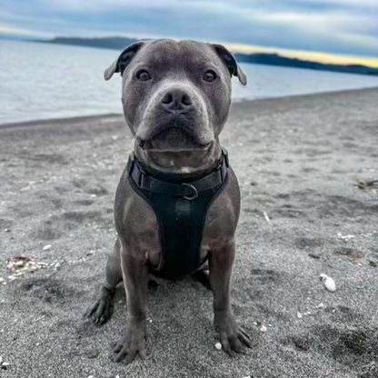 Discover the ultimate no-pull dog harnesses in New Zealand. Walkieez harnesses offers comfort, adjustability and a front D-ring for easy and effective training.