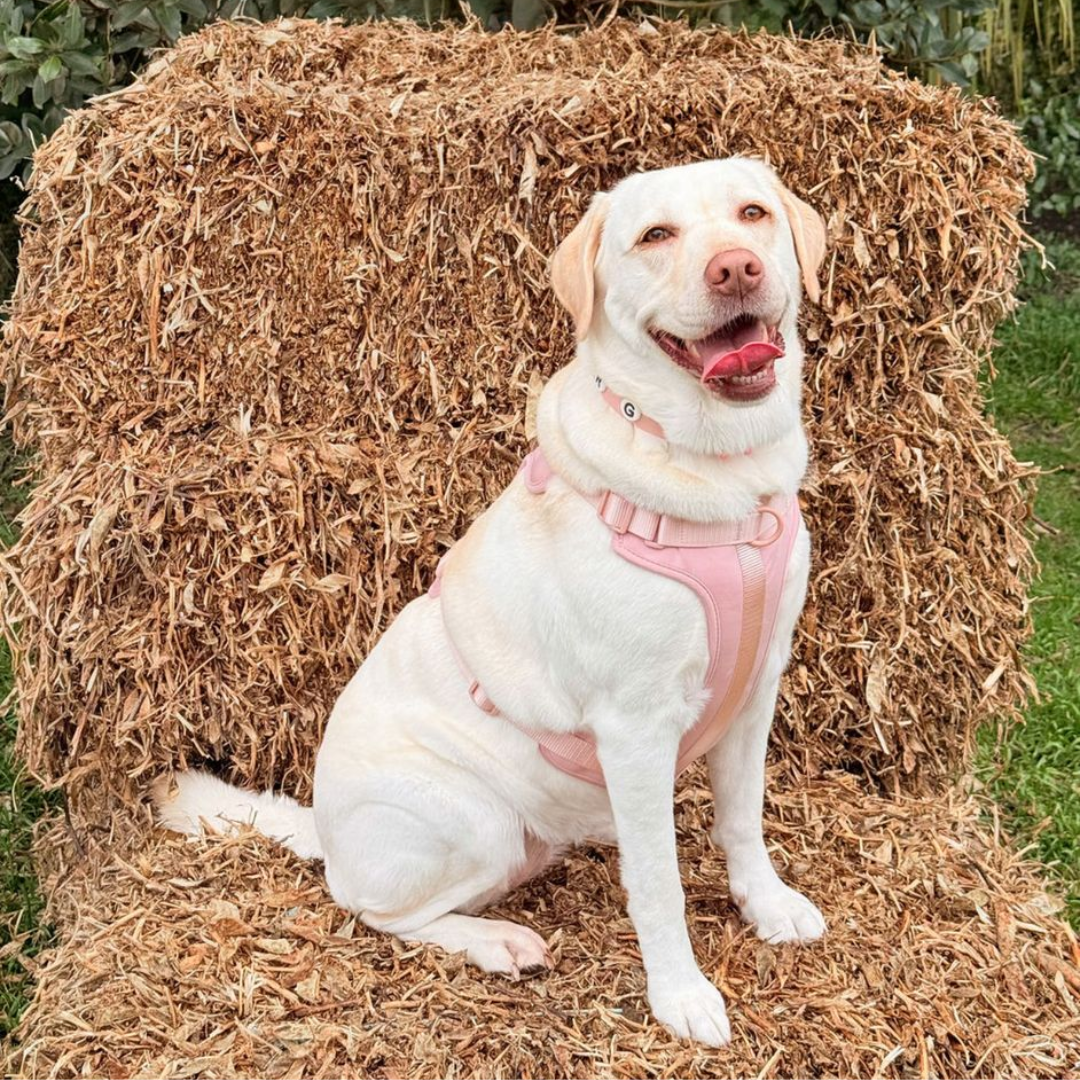 Discover the ultimate no-pull dog harness in New Zealand. Walkieez harness offers comfort, adjustability and a front D-ring for easy & effective training.