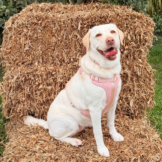 Discover the ultimate no-pull dog harness in New Zealand. Walkieez harness offers comfort, adjustability and a front D-ring for easy & effective training.