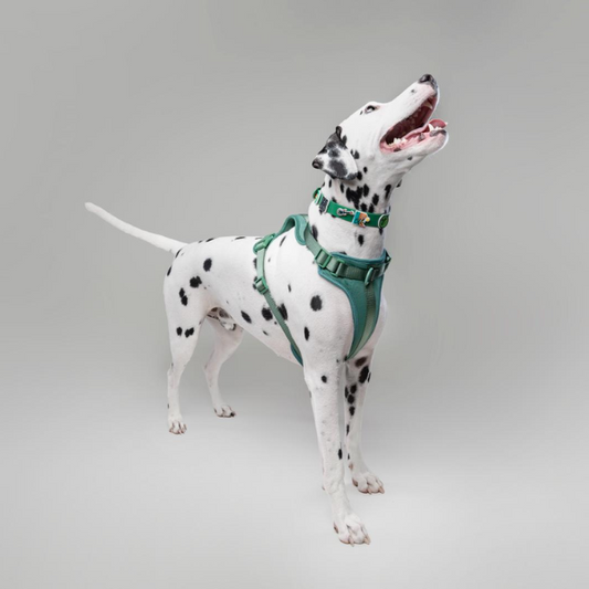 Discover the ultimate no-pull dog harness in New Zealand. Walkieez harness offers comfort, adjustability and a front D-ring for easy & effective training.