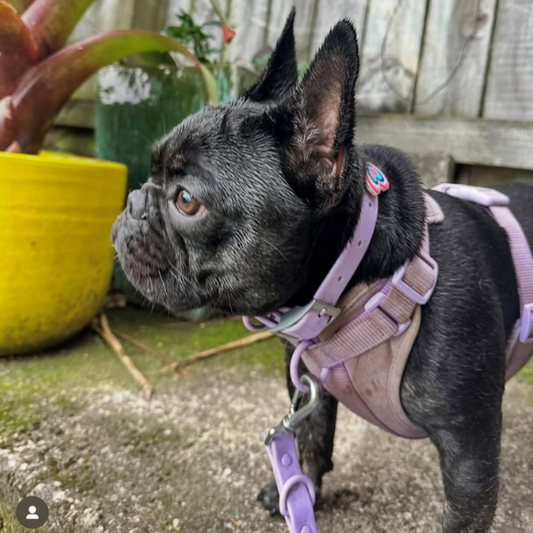Discover the ultimate no-pull dog harness in New Zealand. Walkieez harness offers comfort, adjustability and a front D-ring for easy & effective training.