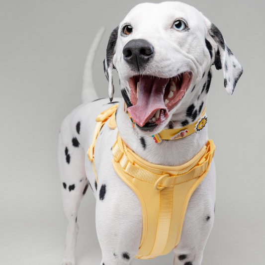 Discover the ultimate no-pull dog harness in New Zealand. Walkieez harness offers comfort, adjustability and a front D-ring for easy & effective training.