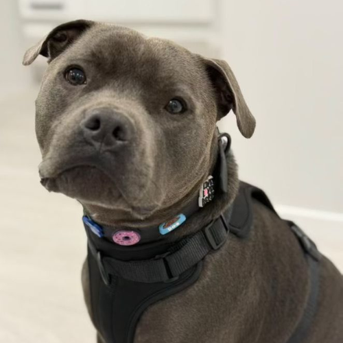 Discover the ultimate no-pull dog harnesses in New Zealand. Walkieez harnesses offers comfort, adjustability and a front D-ring for easy and effective training.