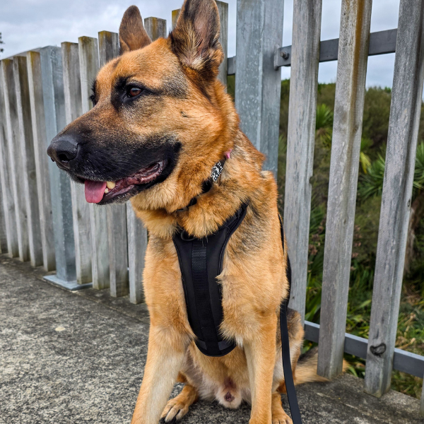 Discover the ultimate no-pull dog harnesses in New Zealand. Walkieez harnesses offers comfort, adjustability and a front D-ring for easy and effective training.