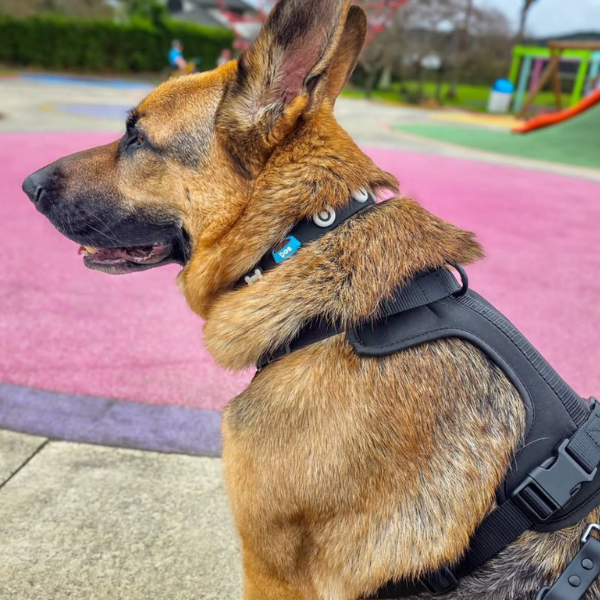 Discover the ultimate no-pull dog harnesses in New Zealand. Walkieez harnesses offers comfort, adjustability and a front D-ring for easy and effective training.